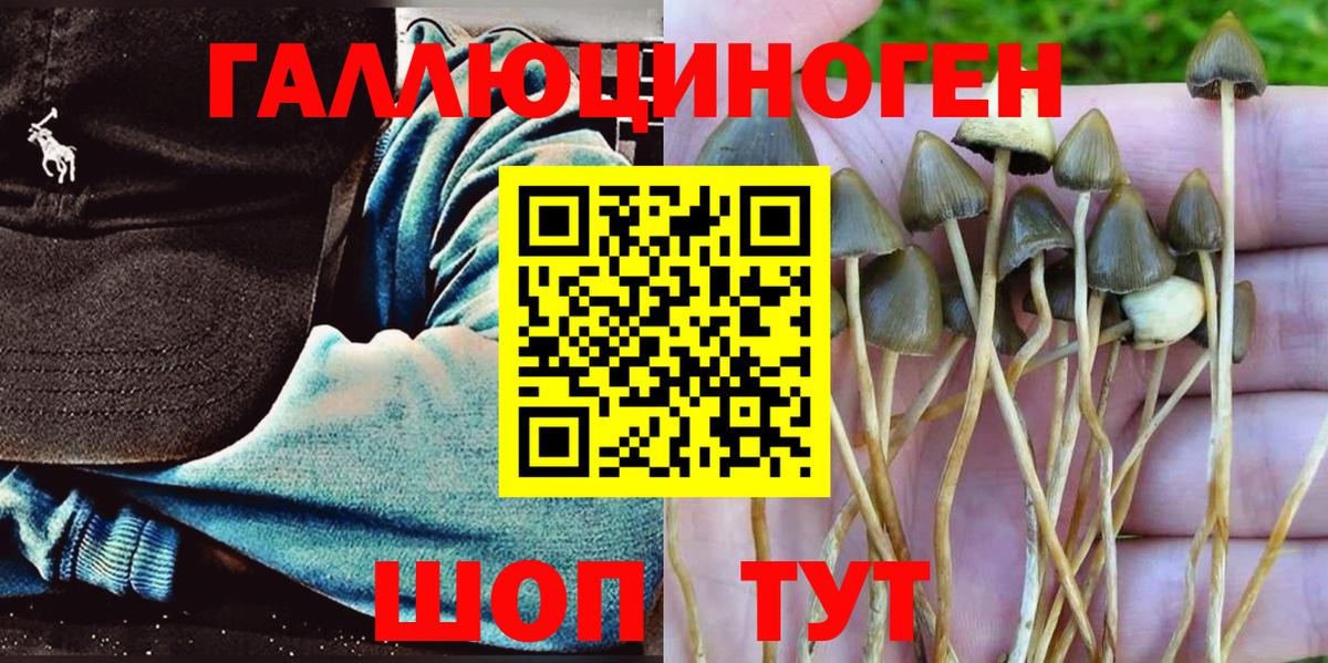 Галлюциногенные грибы Cubensis Тимашёвск
